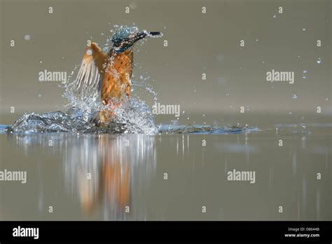 Water kingfisher hi-res stock photography and images - Alamy