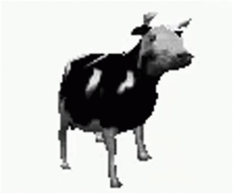Funny Cow Memes GIFs | Tenor
