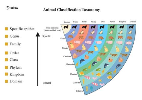 Animal Classification Taxonomy | EdrawMax Editable Template | Animal classification, Taxonomy ...