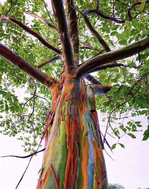 This Rainbow Eucalyptus Wood Looks Like It Was Painted Into The Forest - Indie88