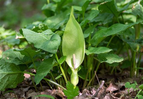 13+ Arum Plant Family | TristonCatriona