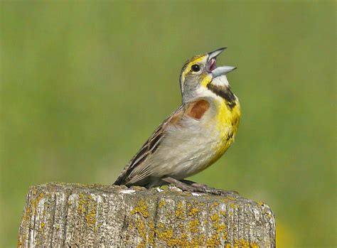 Dickcissel | Nature Manitoba