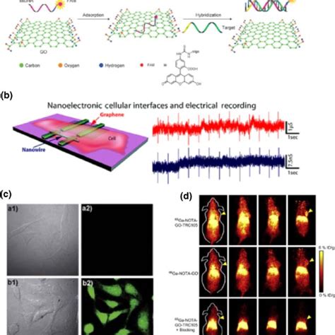 Biomedical application of graphene in drug delivery and cancer therapy.... | Download Scientific ...