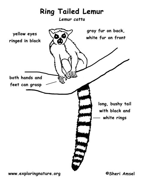 Lemur (Ring-tailed)