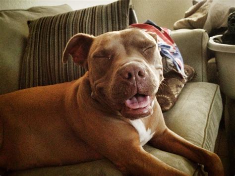 19 Smiling Pit Bulls Who Are Really, Really, Really Happy