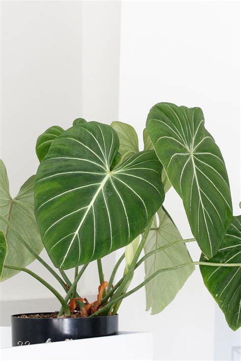 7 Heart Shaped Plants Perfect for Valentine's Day | ctrl + curate