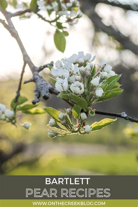 Pear Blossoms + Bartlett Pear Recipes | Pear recipes, Bartlett pears, Pear blossom