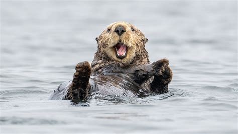 Canada's best wildlife encounters on a small-ship cruise of British ...