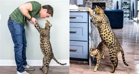 Meet Fenrir, The World's Tallest Domestic Cat