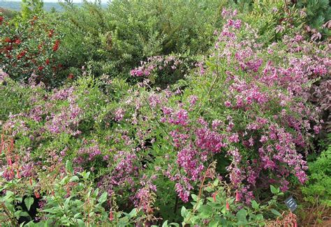 Fafard flowering shrubs for fall