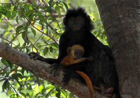 Ebony Leaf Monkey (Trachypithecus auratus) - Bali Wildlife