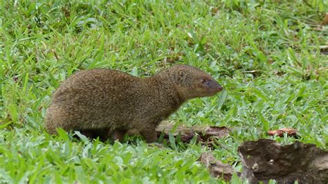 Indian Grey Mongoose | MarkEisingBirding