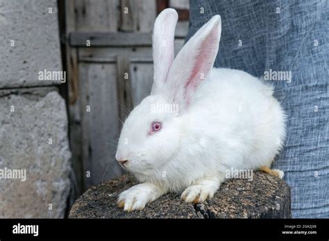 Purebred albino rabbit. Big white rabbit with red eye Stock Photo - Alamy