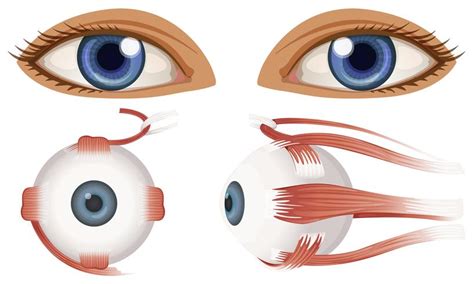 Human Anatomy of Eyeball 303487 Vector Art at Vecteezy