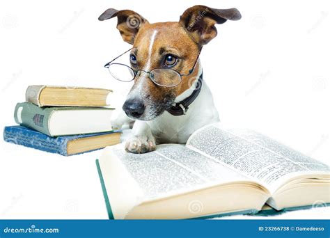 Dog reading books stock photo. Image of journal, learn - 23266738