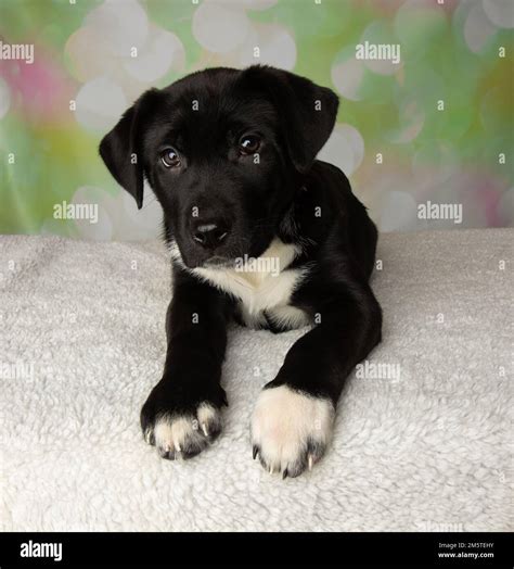 cute black and white mastiff lab mix puppy laying down Stock Photo - Alamy