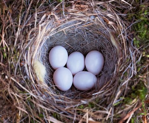 Free photo: Bird'S Nest, Nest, Bird Eggs - Free Image on Pixabay - 788680