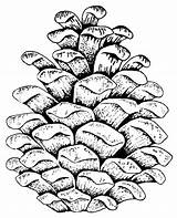 Pine Cone  Free Coloring Pages sketch template