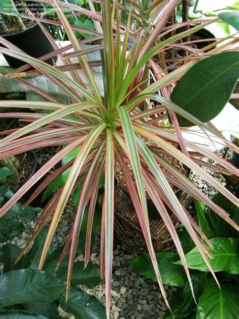 PlantFiles Pictures: Dracaena, Red-margined Dracaena, Dragon Tree ...