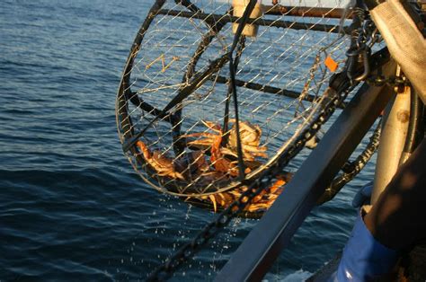 Recreational Dungeness Crab Fishing Now Open to Entire California Coast | Lost Coast Outpost ...