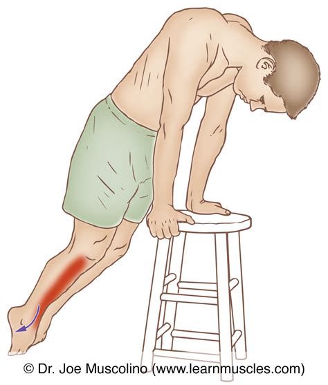 Tibialis Anterior - Stretching - Learn Muscles