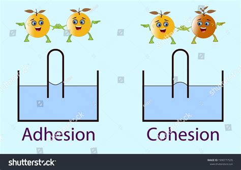 Adhesion Cohesion Physics Lesson Stock Vector (Royalty Free) 1990777535 ...