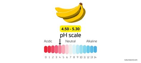 Is Banana Acidic or Alkaline? The Truth About This Popular Fruit – NatureWord