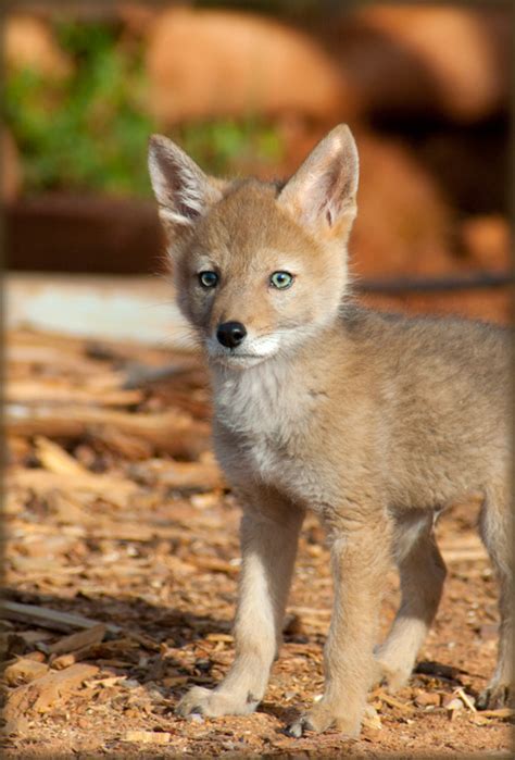 Livestock Babies & Coyote Pups - Farming with Carnivores Network