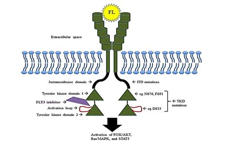 FLT3 Mutations in Acute Myeloid Leukemia: Unraveling the Molecular Mechanisms and Implications ...