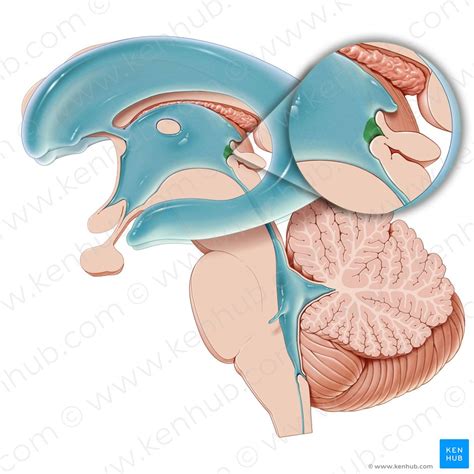 Pineal gland: Anatomy, histology and blood supply | Kenhub