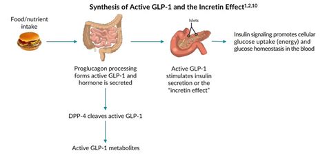 The Generation and Function of Active GLP-1