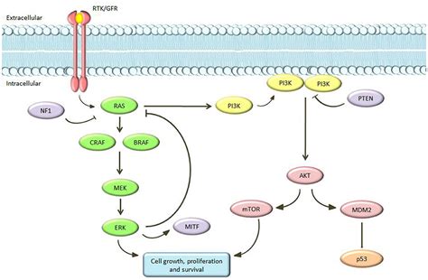 Frontiers | The Current State of Molecular Testing in the BRAF-Mutated Melanoma Landscape