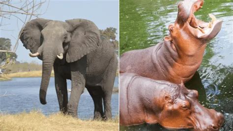 Elephant Vs. Hippo: 5 Major Comparisons - biotrux