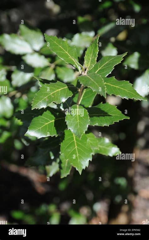 Holm oak leaf hi-res stock photography and images - Alamy