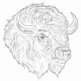 Free Printable Buffalo Coloring Pages  Mimi Panda sketch template