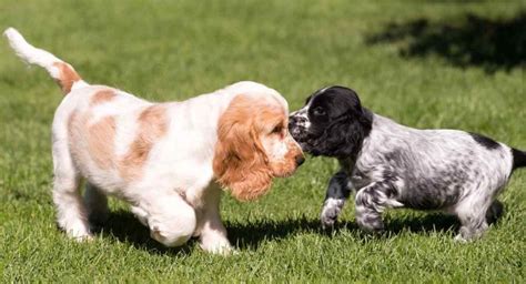 English Cocker Spaniel Colors - Do You Know All The Variations Of This ...