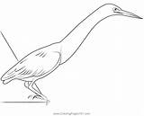 Green Heron Long Neck Coloring Page For Kids  Free Herons Printable sketch template