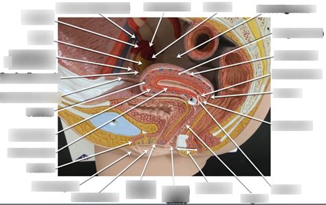 Midsagittal view of female reproductive system Diagram | Quizlet