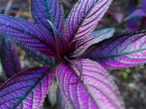 Persian Shield Care Instructions - How To Grow A Persian Shield Plant ...