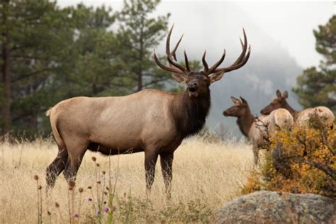 Bull Elk Bugling In Herd Colorado Stock Photo - Download Image Now - iStock