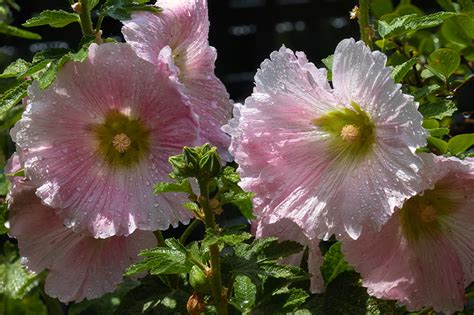 Photo Pink color Malva Drops flower Closeup