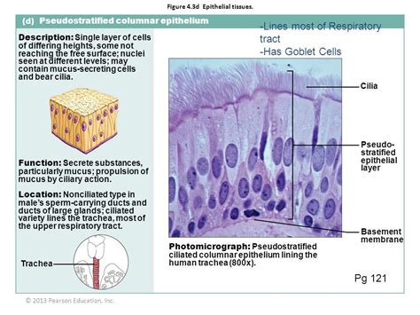 Pseudostratified ciliated columnar epithelia | Human Biology | Pinterest