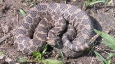 Meet Michigan's only venomous snake, the Eastern Massasauga Rattlesnake