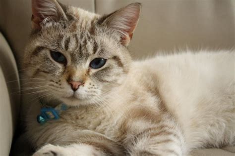 siamese mix cat breeds - Dong Wentz