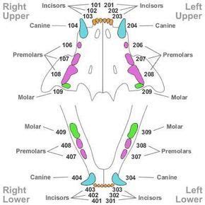 cat tooth dental chart - Ernie Schumacher