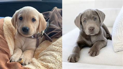 Labrador Retriever Dog Colors: A Complete List Of All 6 Coat Colors | Puppies Club