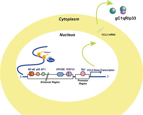 Frontiers | CCL2: An Important Mediator Between Tumor Cells and Host Cells in Tumor Microenvironment