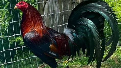 ALL ABOUT MCLEAN HATCH GAMEFOWL | MY PASSION HISTORY - YouTube