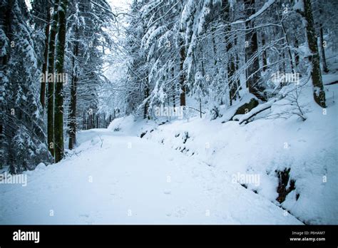 Forest in the winter with snow in the bavarian forest Stock Photo - Alamy