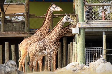 Florida Animal Attraction Guide: Brevard Zoo, Melbourne - Orlando Sentinel